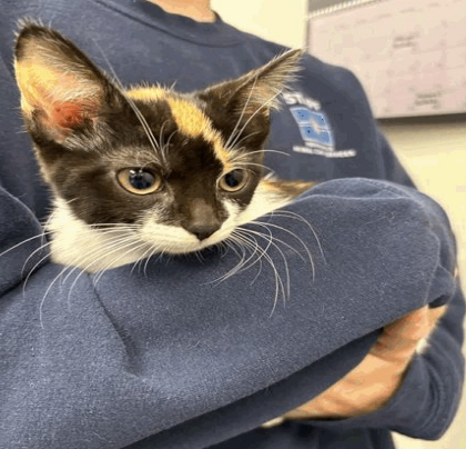 Honk - Cat
